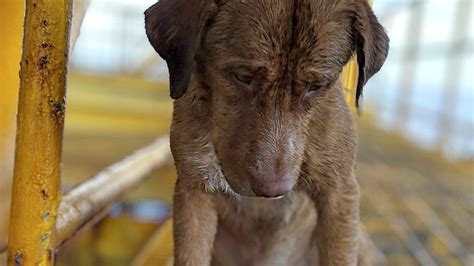 Dog Rescued By Oil Rig 135 Miles Offshore In Gulf Of Thailand