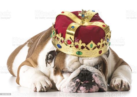 Dog Wearing Crown Stock Photo Download Image Now Crown Headwear