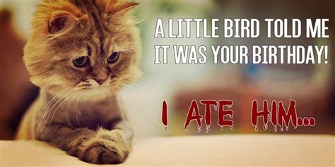 Best Happy Birthday Cat Meme