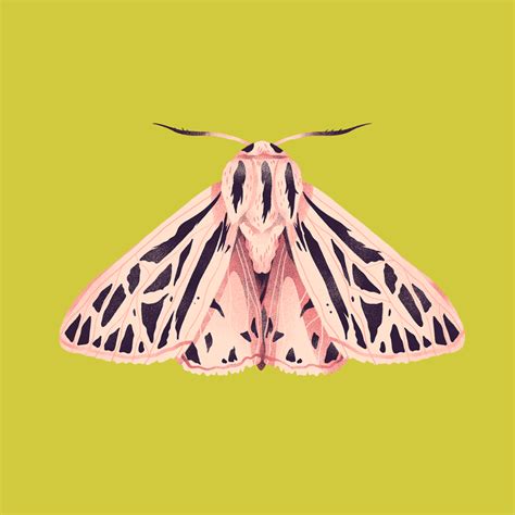Moths On Behance Illustration Papillon Botanical Illustration