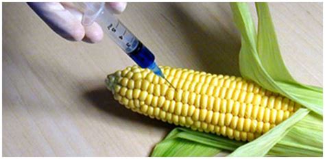 Biotechnology In Agriculture And Genetically Modified Crops