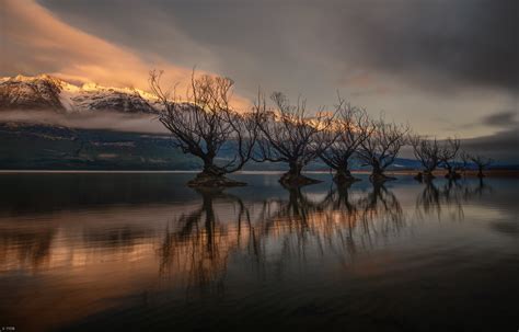 The Glenorchy Willow Trees By Yy Db