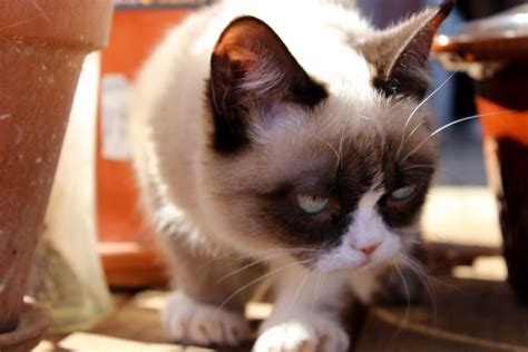 Likes Tumblr Grumpy Cat Grump Grumpy