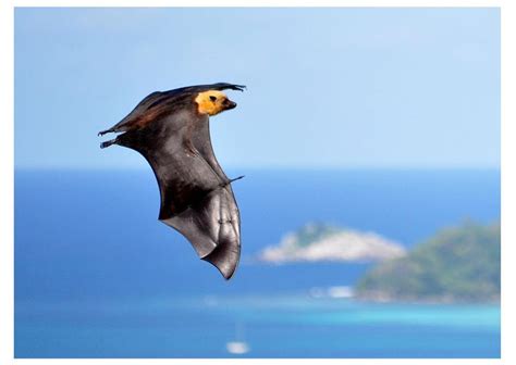 Seychelles Fruit Bat Alchetron The Free Social Encyclopedia
