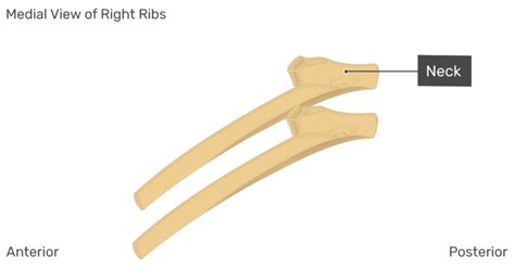 What is right below ribcage / pain under right rib cage | healthhype.com. Structure of the Ribcage and Ribs
