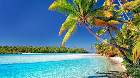 Desktop Wallpaper Cook Islands Beach Sunny Day Palm