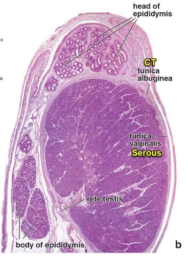 Male Reproductive Histology Flashcards Quizlet