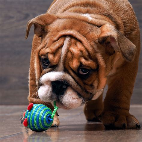Cutest Dog Photo Contest