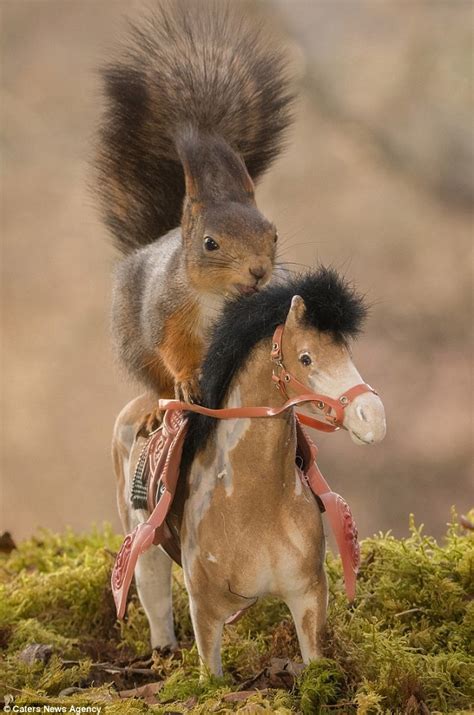 The most obvious use for this feature is to simply move your mailbox to the other side of your door, but the possibilities are. The squirrels who love playing on toy animals | Daily Mail ...