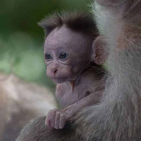 47 Best Pet Monkey Pictures Images On Pinterest Wild Animals Adorable Animals And Animal Babies