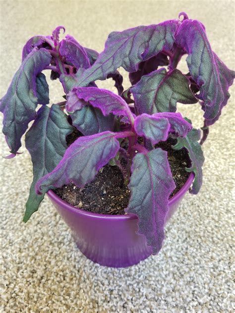 The purple passion plant is famed for its hairy, purple foliage. The most perfect purple pot for my purple passion velvet ...