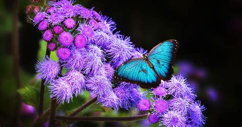 Butterfly And Flower 4k Ultra Hd Wallpaper High Quality
