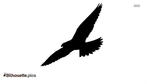 Falcon Bird Flying Silhouette Silhouettepics