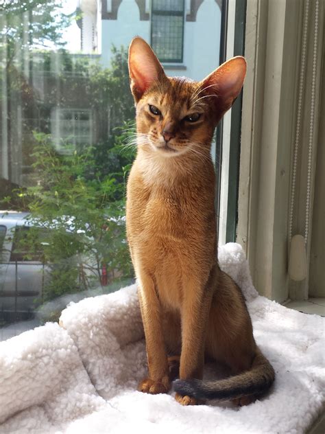 Abessijn Abyssinian Cat Cats Meow Cats And Kittens Abyssinian