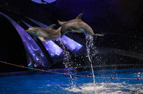 What Time Is The Dolphin Show At Georgia Aquarium Aquarium Views