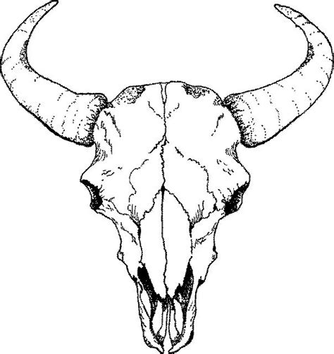 Buffalo Skull Drawings Sketch Template Skulls Drawing Bull Skull