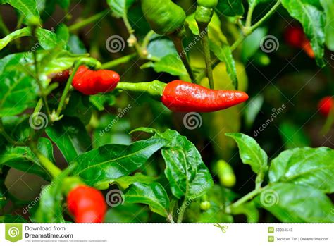 Chili Peppers Plant Stock Image Image Of Focus Public 53334543
