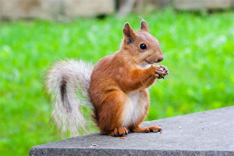 4 Reasons Why Squirrels Eat Acorns And Their Favorite Type Tree Journey