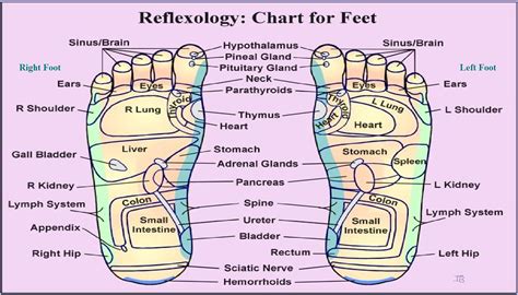 Reflexology Chart For Feet Natural Cures And Remedies From Flickr