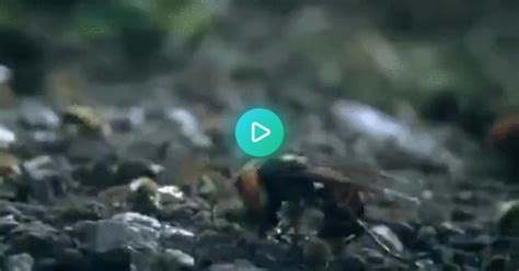 30 Japanese Giant Hornets Decimate 30k Honeybees  On Imgur