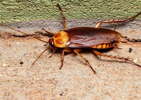 How To Get Rid Of Palmetto Bugs 3 Types 8 Ways To Kill Large Roaches