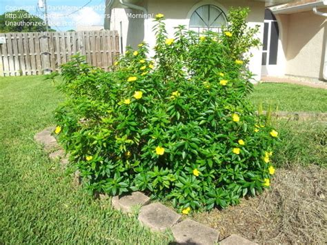 Plant Identification Closed Id Yellow Flowering Shrub Please 2 By