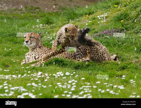 Cheetah With Young Animals Stock Photo Alamy