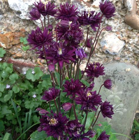 We did not find results for: Seminte si plante de gradina hobby: Caldarusa-Aquilegia