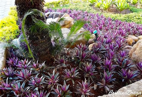 Abacaxi roxo - Tradescantia "Hawaiian Dwarf" - Flores e Folhagens