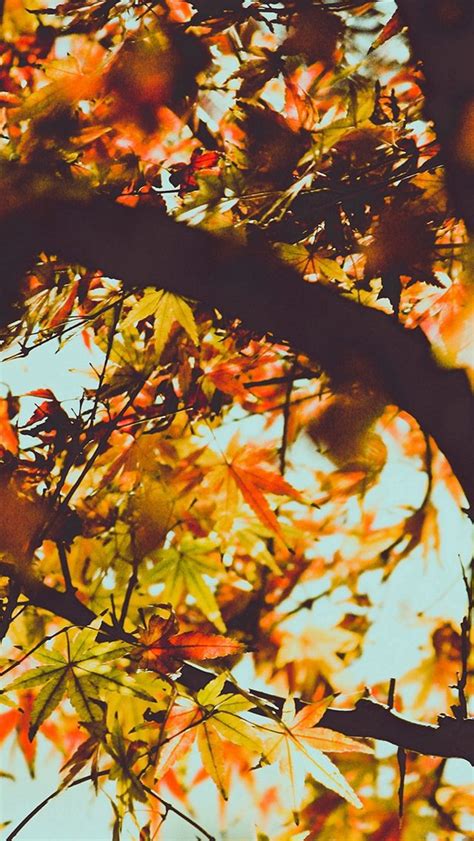 Fall Tree Leaf Autumn Nature Mountain Iphone 5s Wallpaper Autumn