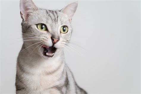Top 11 Grey Cat Breeds With Pictures Pet Keen