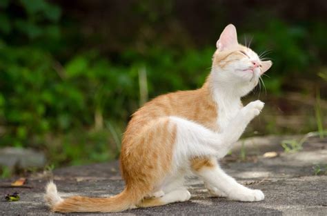 Sie werden auch vernebler, insektenvernebler oder einfach fogger genannt. Flöhe bei Katze - Smart-Animals