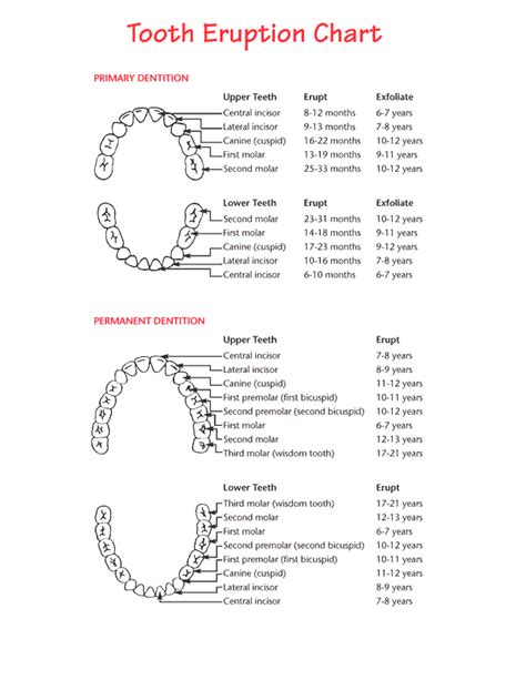 Teeth Eruption Chart For Deciduous And Permanent Teeth News Dentagama
