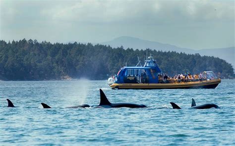 The Top 5 Whale Watching Tours In Vancouver Dont Miss Out