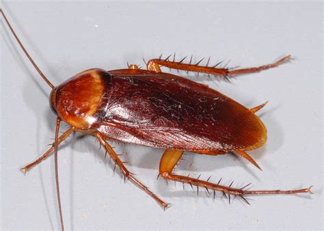Roach Control Has A Big Economic Impact Mississippi State University Extension Service