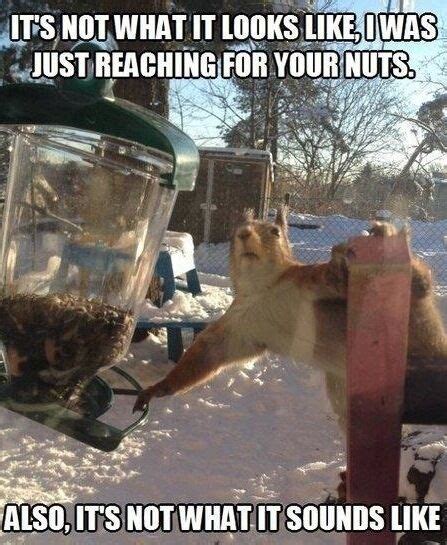Funny Squirrel Reaching Refrigerator Tool Box Magnet