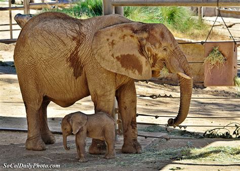 Baby Elephant At Roar And Snore In San Diego Safari Park Southern