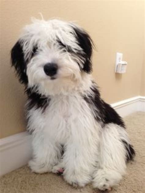 mini sheepadoodle breed information health appearance personality