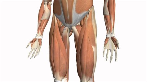 Chronic or gradual onset of front inner thigh pain can be different for each person. Muscles of the Thigh Part 2 - Medial Compartment - Anatomy ...