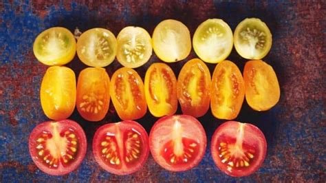 White Spots Inside Tomatoes 6 Worst Causes