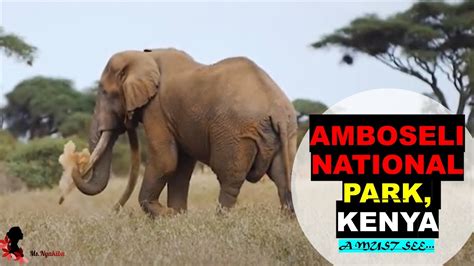 Amboseli National Park Big Five In Kenya Youtube