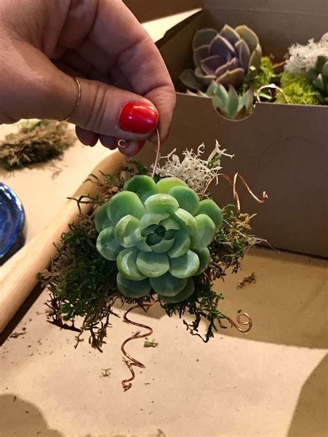 Overfeeding will not make your cactus bloom! How To Make A Succulent Ornament | Succulents, How to make ...