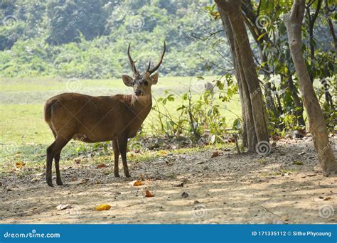 Wildlife Hog Deer In Myanmar Stock Photo Image Of Grass Endangered