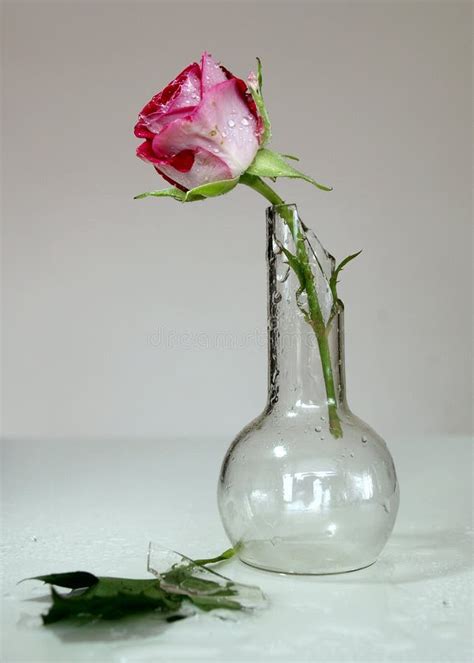 3488 Single Rose Vase Stock Photos Free And Royalty Free Stock Photos