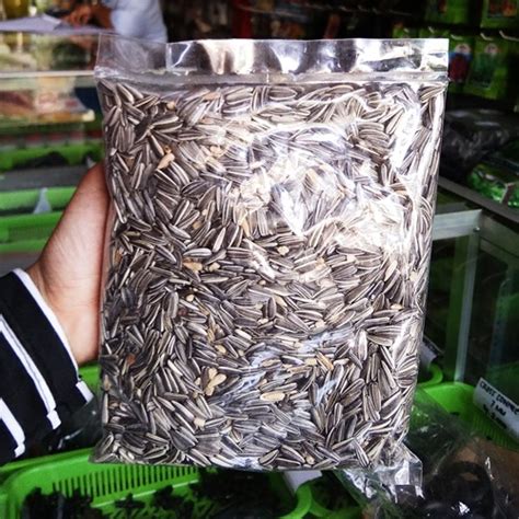 7,325 likes · 6 talking about this. Benih Bunga Matahari Lokal