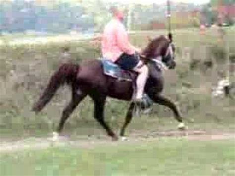 speed racking horse youtube