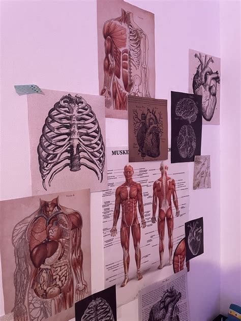 Anatomy Art Human Anatomy Nurse Aesthetic Aesthetic Medicine