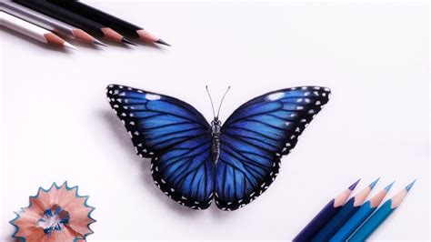 How To Draw Realistic Blue Morpho Butterfly Beginners Stepbystep