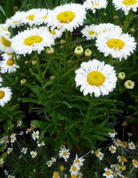 They are very versatile and add a lovely accent to gardens. Leucanthemum 'Freak' | Dream garden, Garden inspiration ...