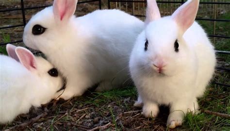 Dwarf Hotot Everything You Need To Know